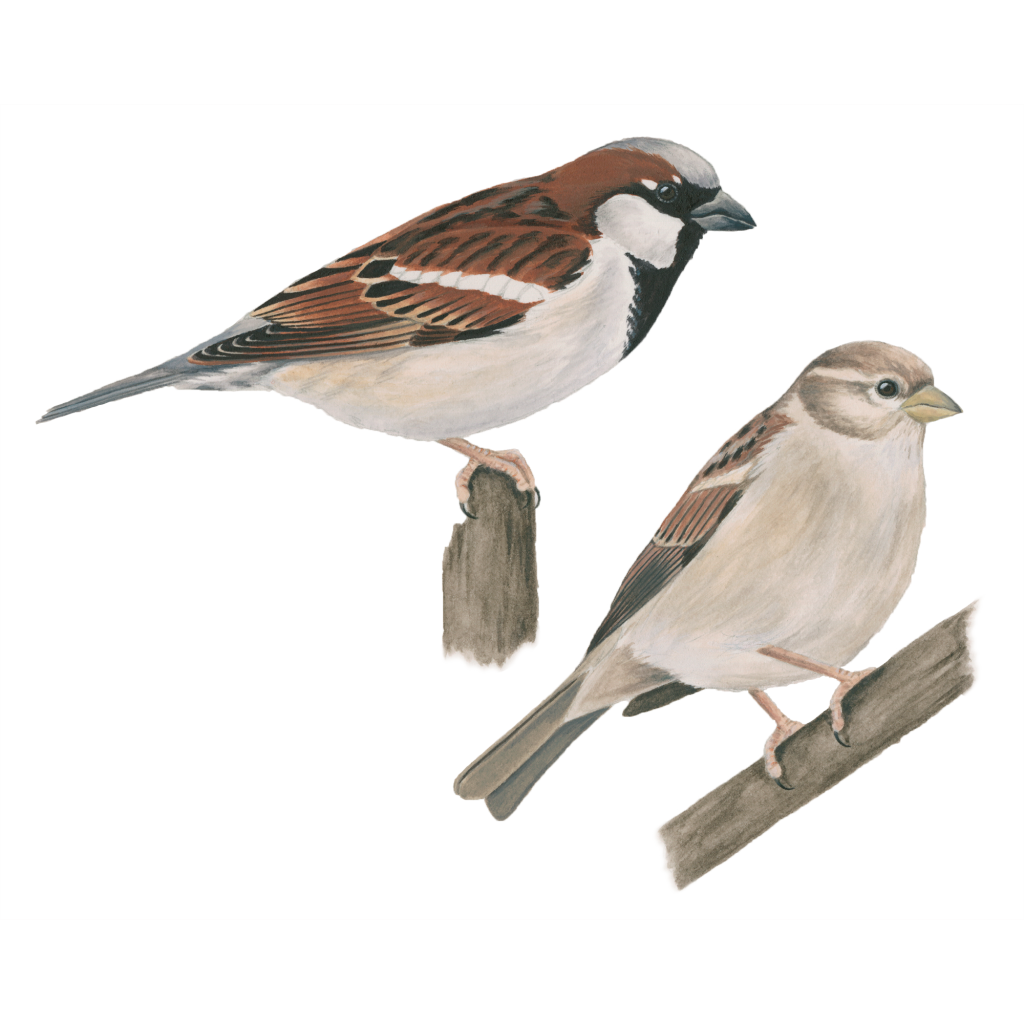 House Sparrow PNG Image