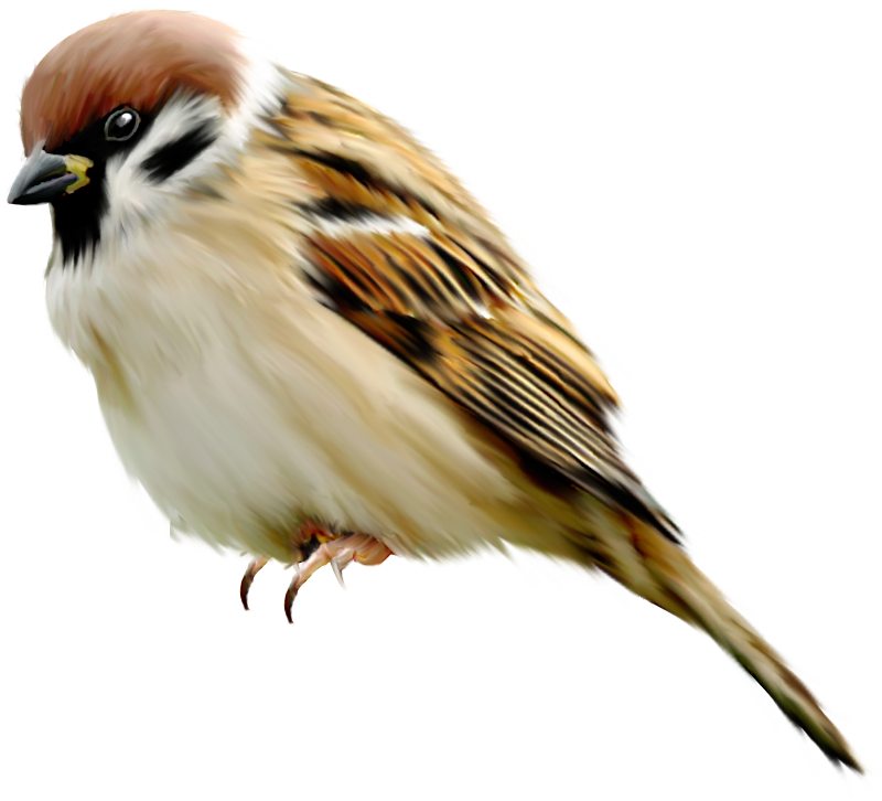 House Sparrow PNG Photo