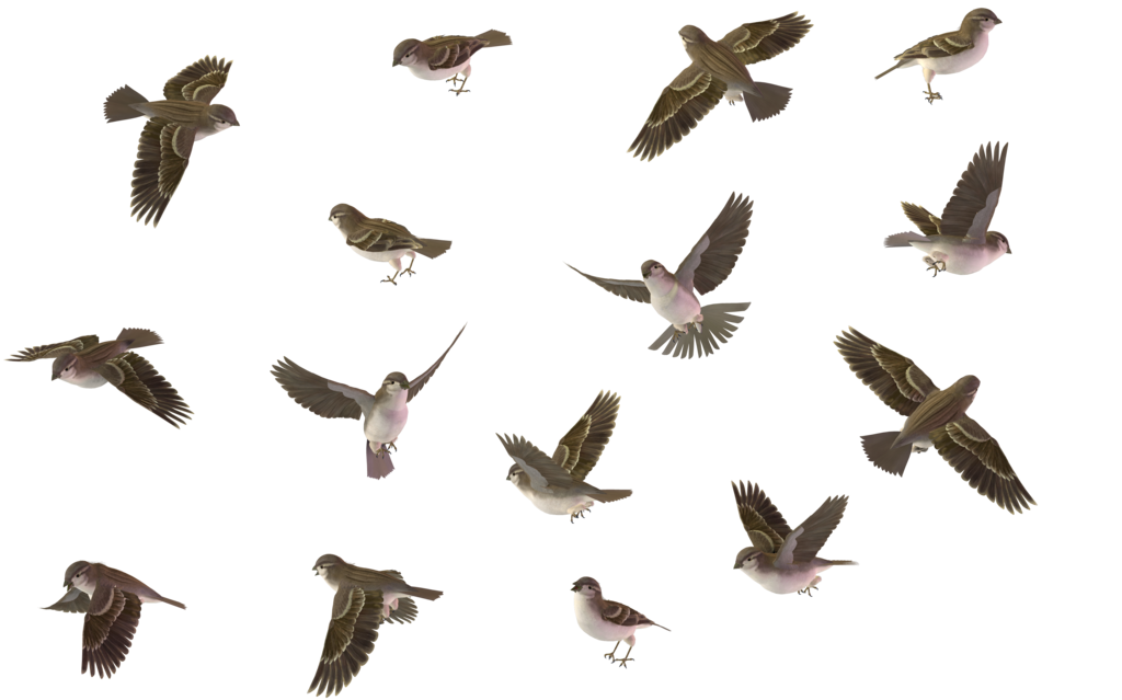 House Sparrow Transparent Image