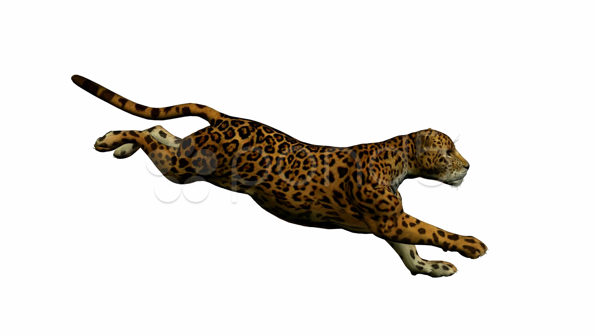 Jaguar Walking Free PNG Image