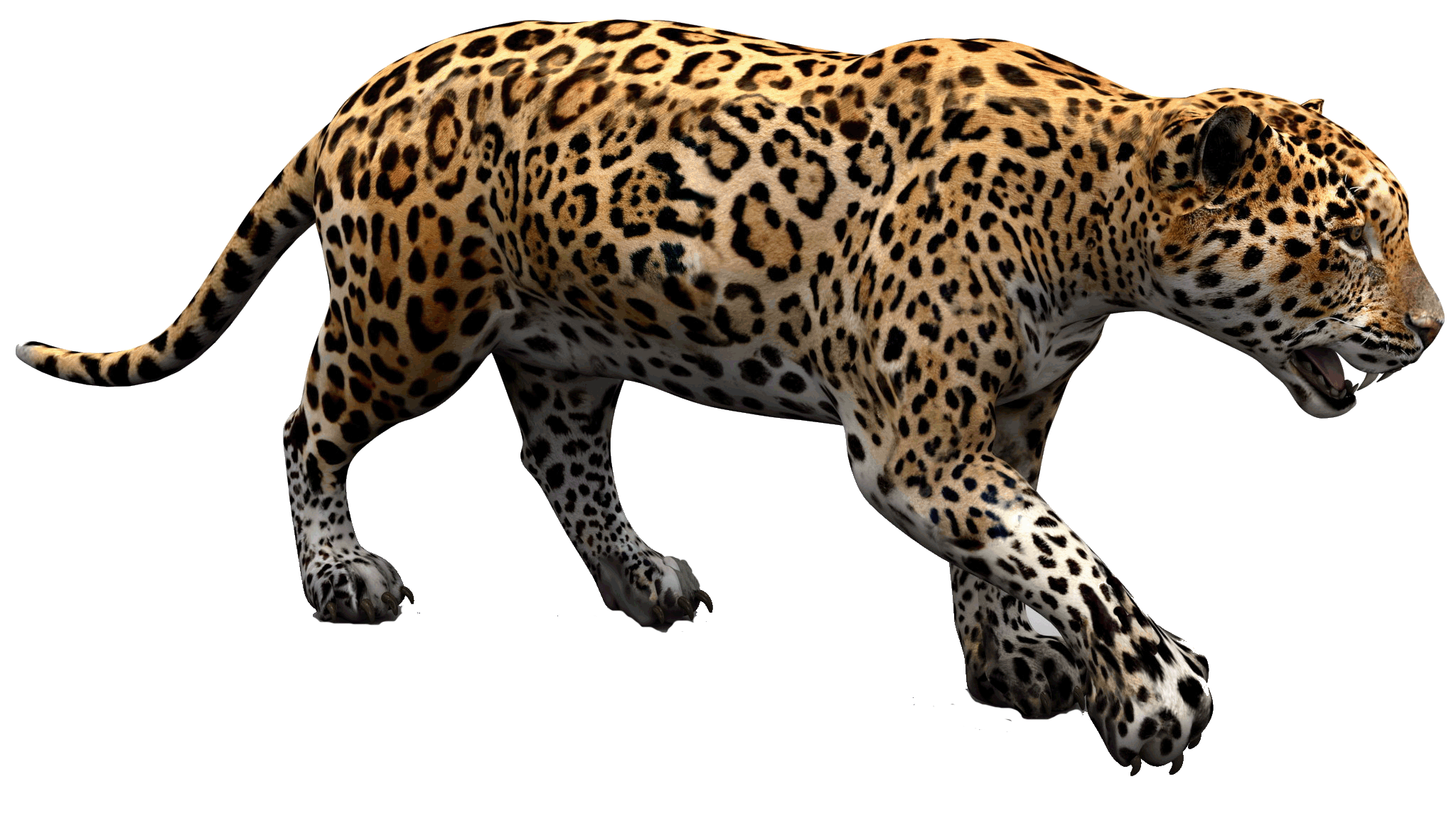 Jaguar Walking PNG Download Image