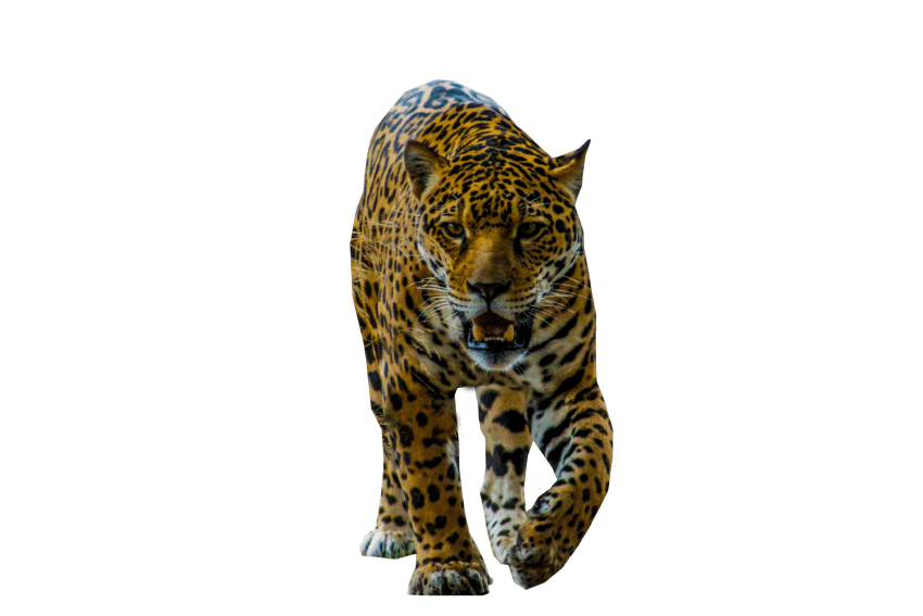 Jaguar Walking Png Free Download Png Arts