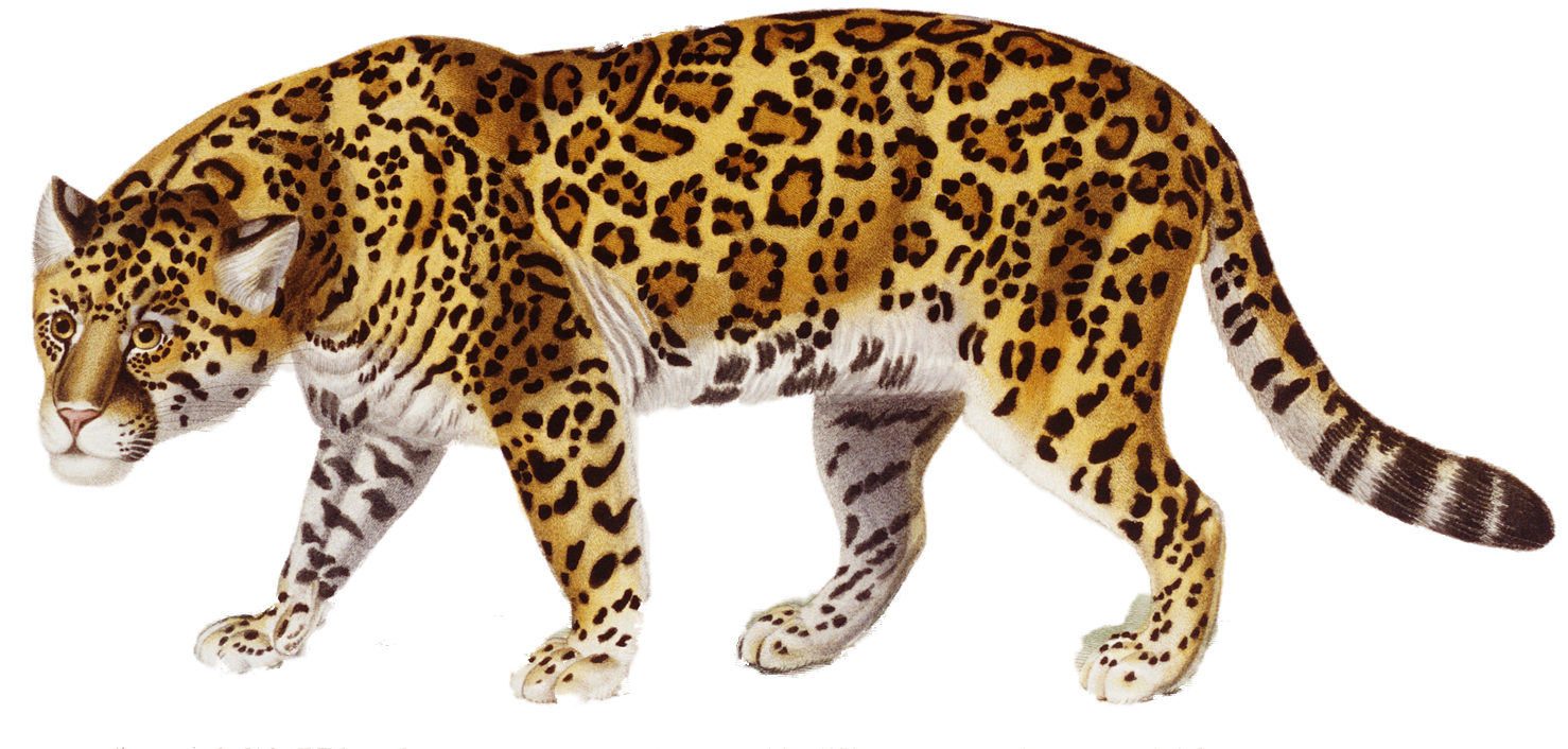 Jaguar Walking PNG Image Background