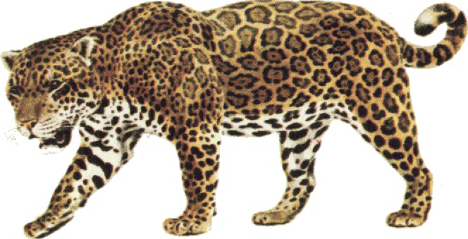 Jaguar Animal PNG Transparent Images, Pictures, Photos ...