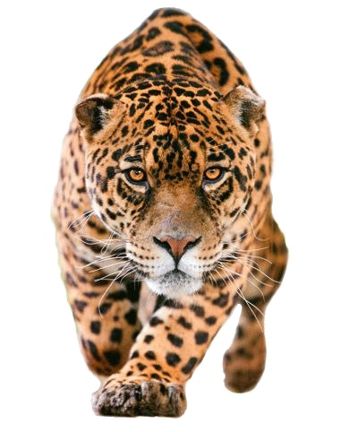 Jaguar Walking PNG Photo