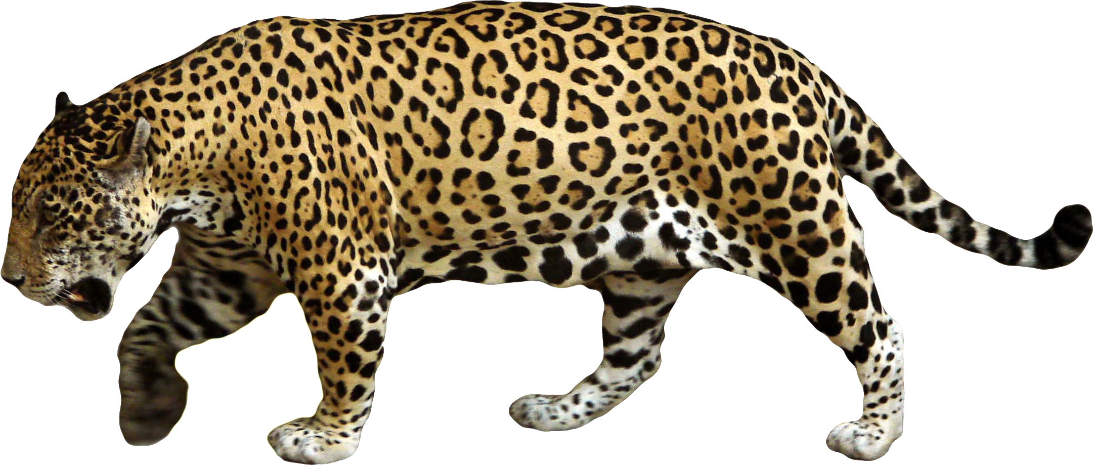 Jaguar Walking PNG Transparent Image