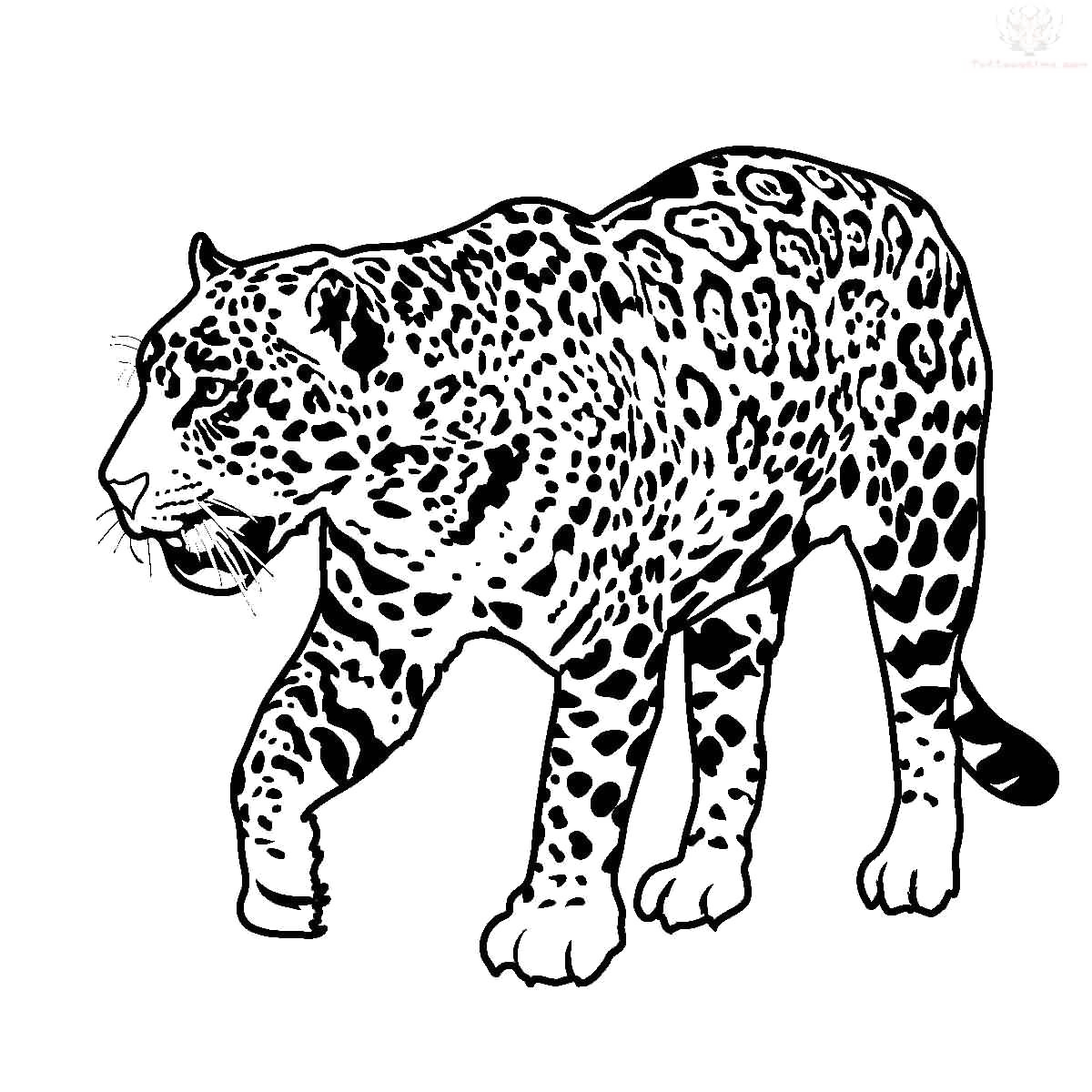 Jaguar Walking Transparent Image