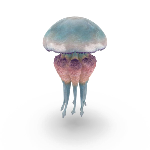 Jellyfish Free PNG Image