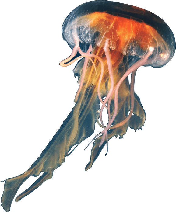 Jellyfish PNG Download Image
