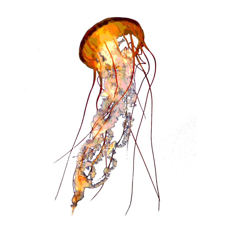 Jellyfish PNG Photo