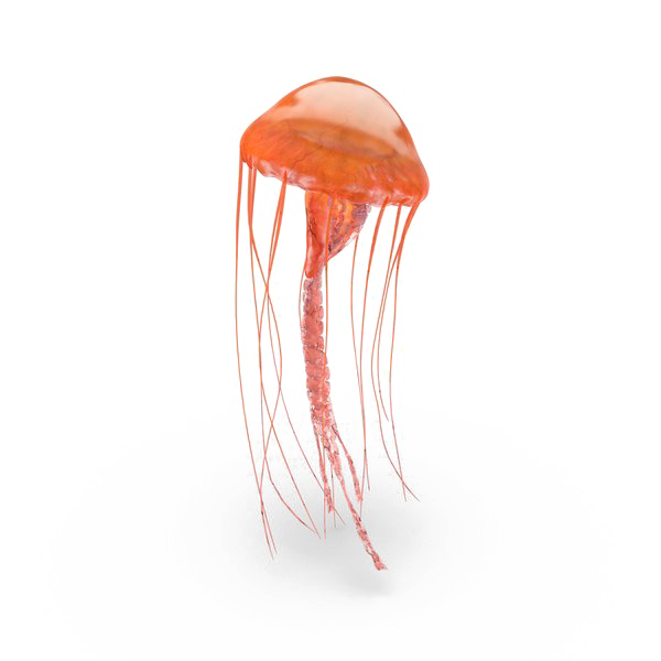 Jellyfish PNG Pic