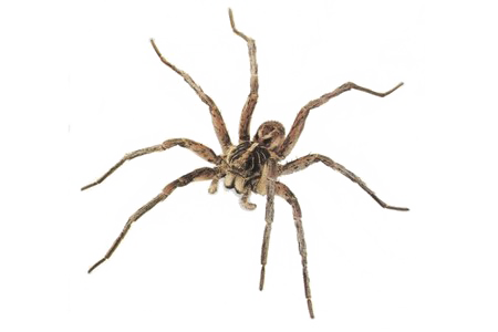 Immagine di sfondo del PNG del ragno di salto