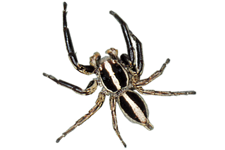 Jumping Spider PNG Download Image