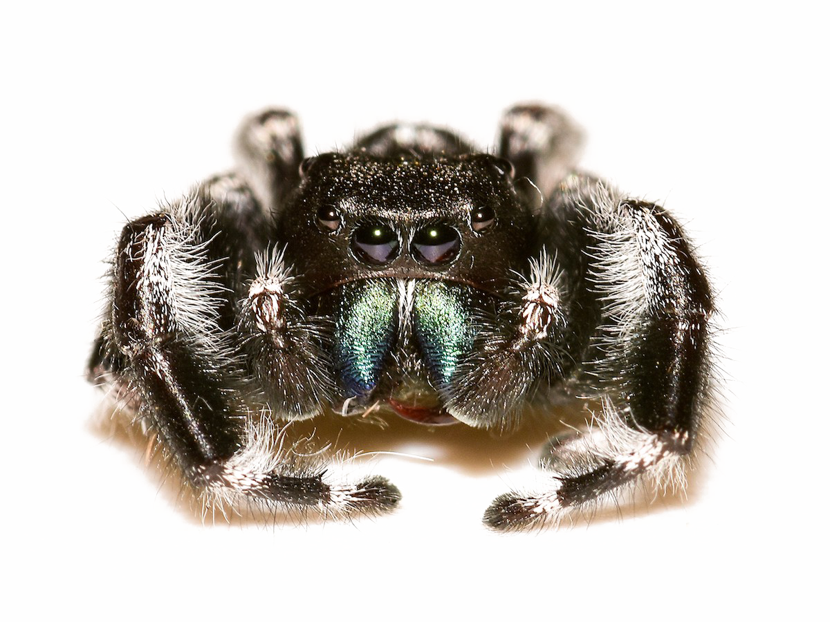 Jumping Spider PNG Free Download