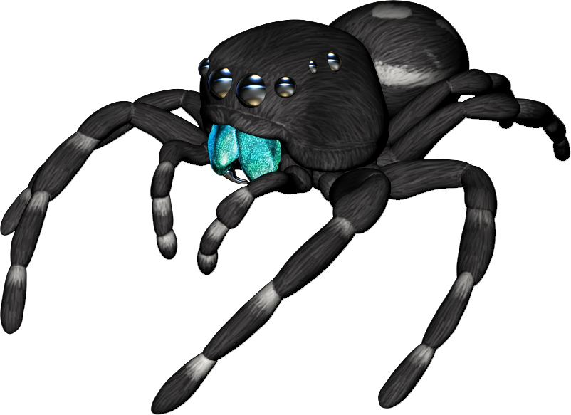 Jumping Spider PNG High-Quality Image