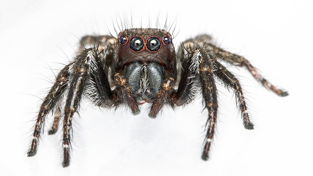 Sfondo di immagine del PNG del ragno di salto