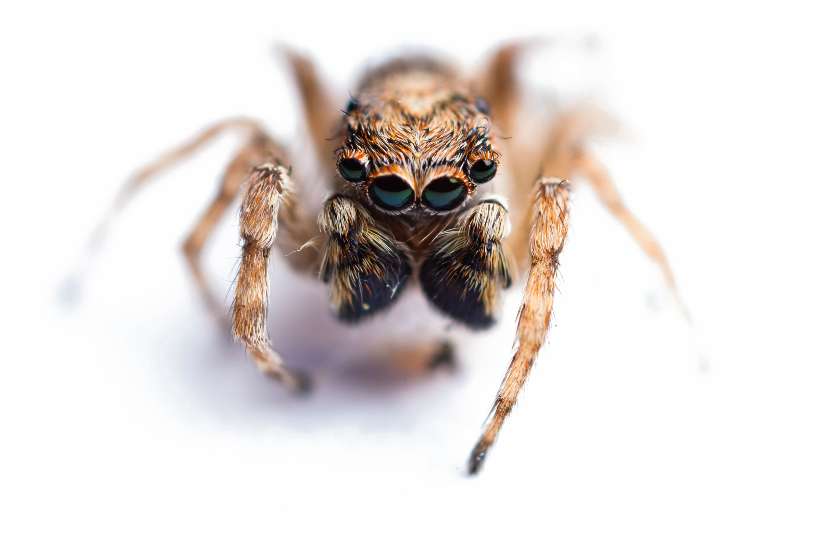 Jumping Spider PNG Image With Transparent Background