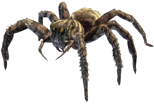 Jumping Spider PNG Image