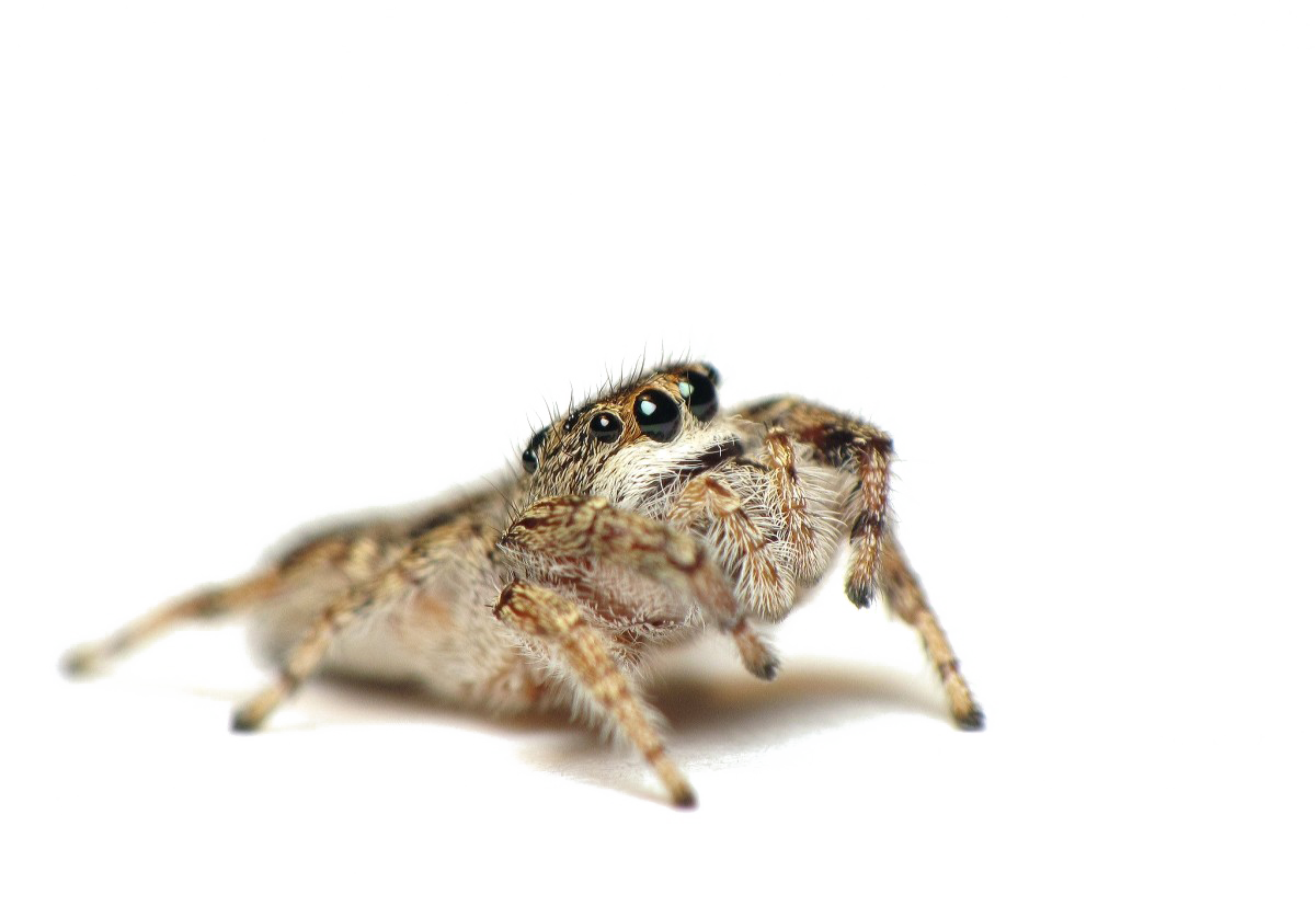 Jumping Spider PNG Photo