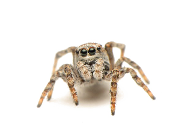BUMPING SPIDER PNG Pic