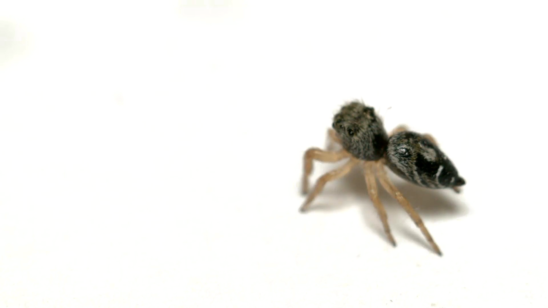 BUMPING SPIDER PNG Picture