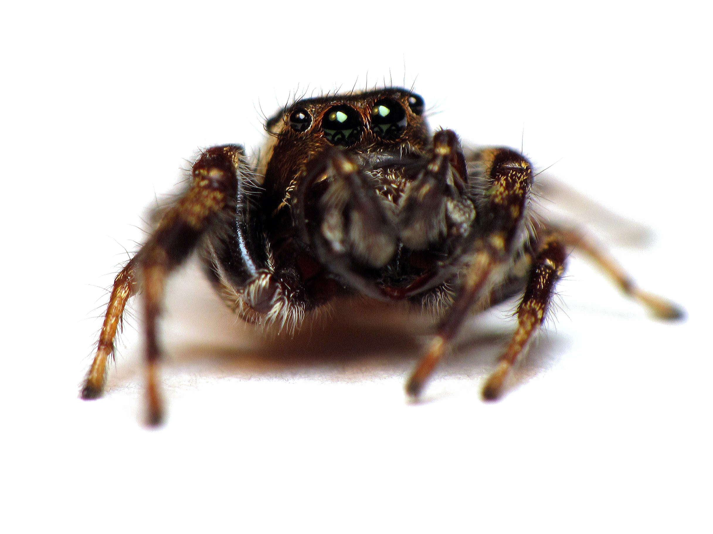 Immagine Trasparente del ragno di salto