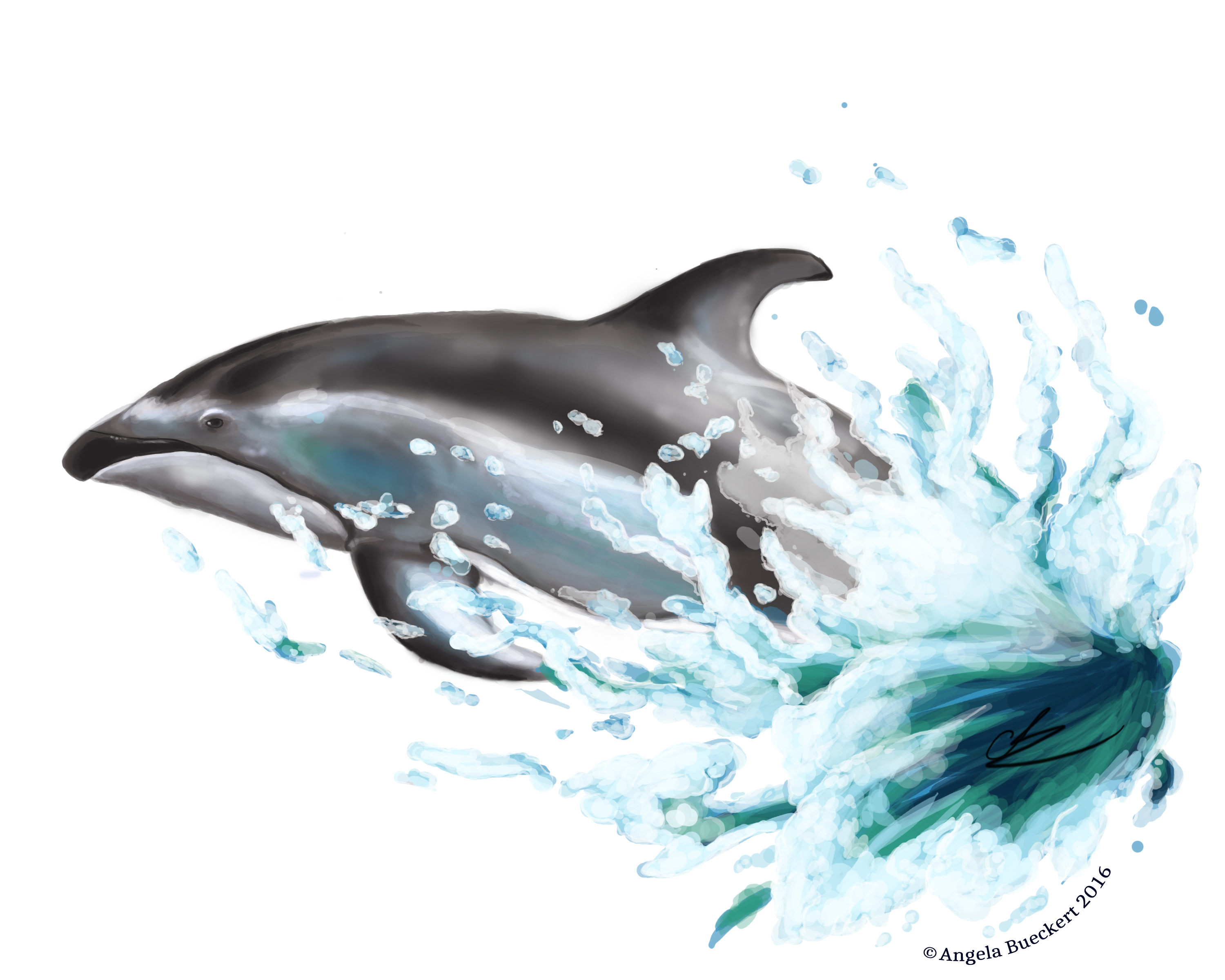Juntnig Imagem PNG livre de golfinhos