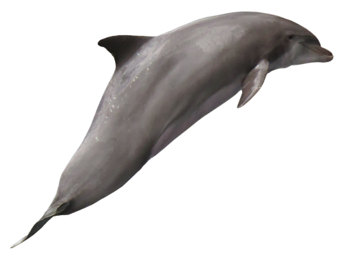 Jumpnig Dolphin PNG Download Image