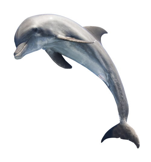 Imagem de alta qualidade do Juntnig Dolphin PNG