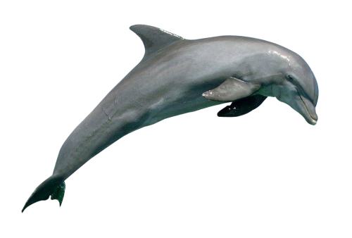 Juntnig Dolphin PNG Foto
