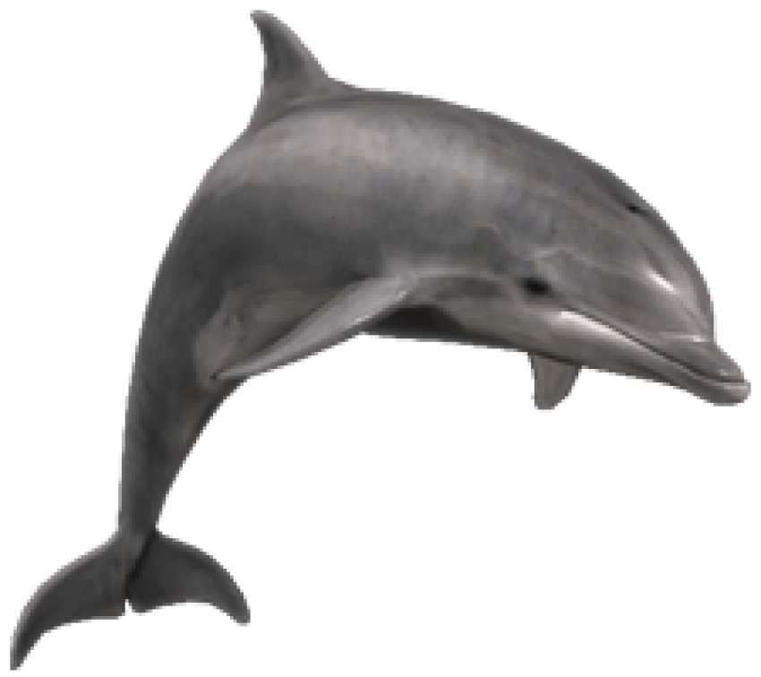 Imagem transparente Juntnig Dolphin PNG