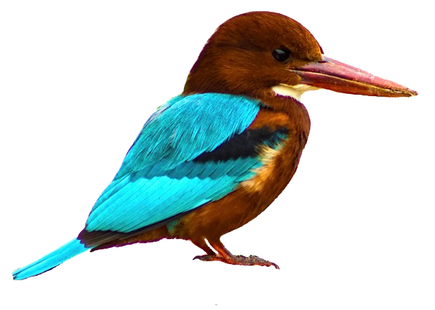 Kingfisher Bird Download PNG Image
