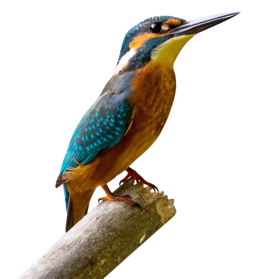 Kingfisher Bird Download Transparent PNG Image