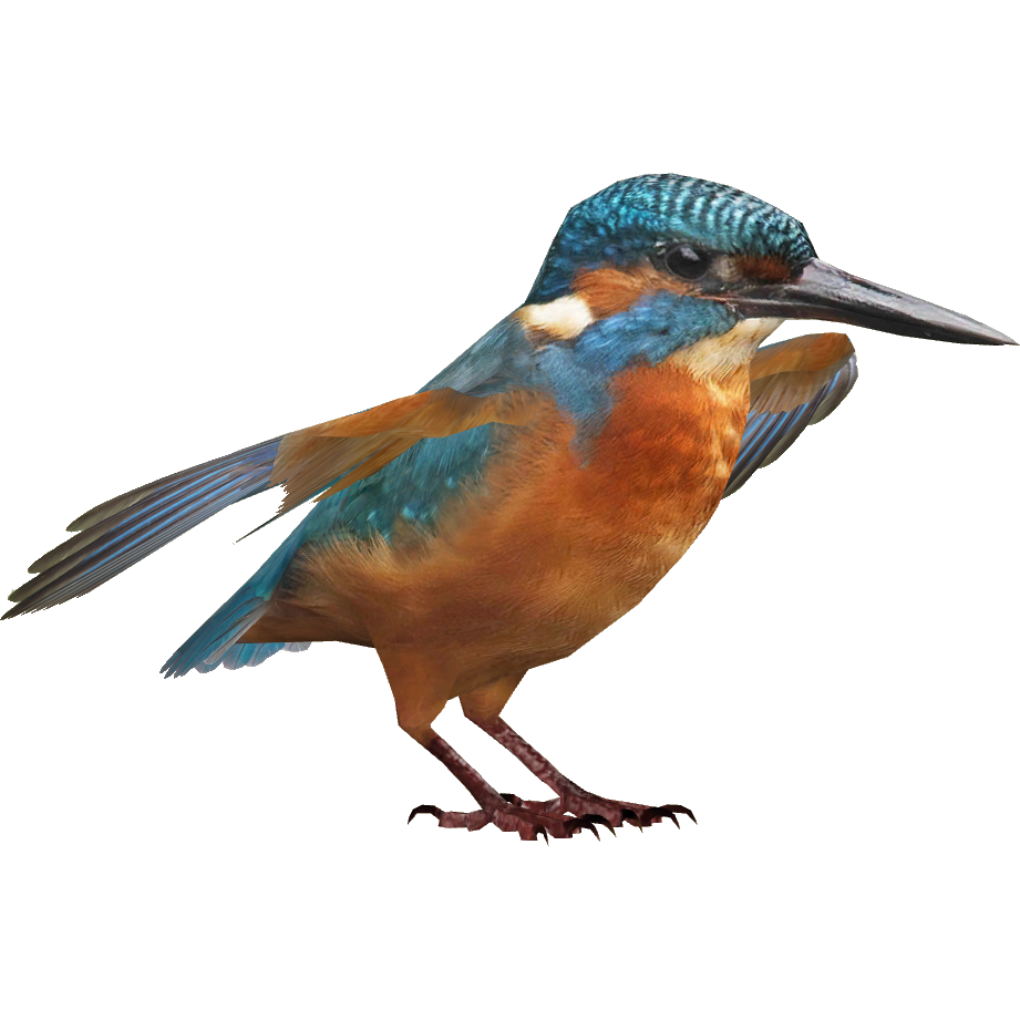 Kingfisher Bird PNG descargar imagen