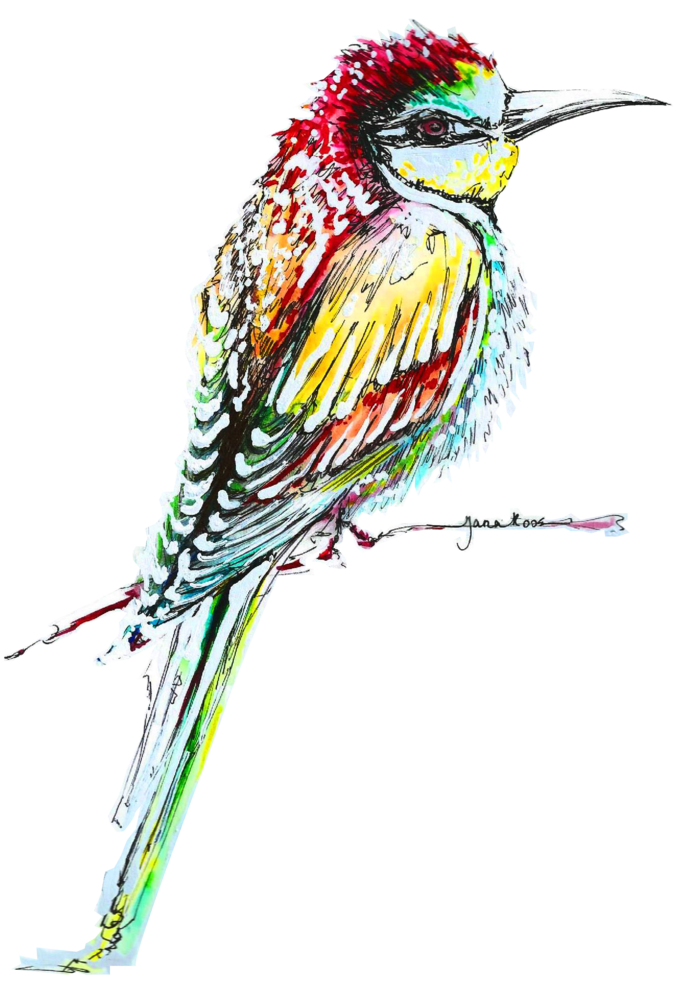 Kingfisher Bird PNG Imagenn de alta calidad