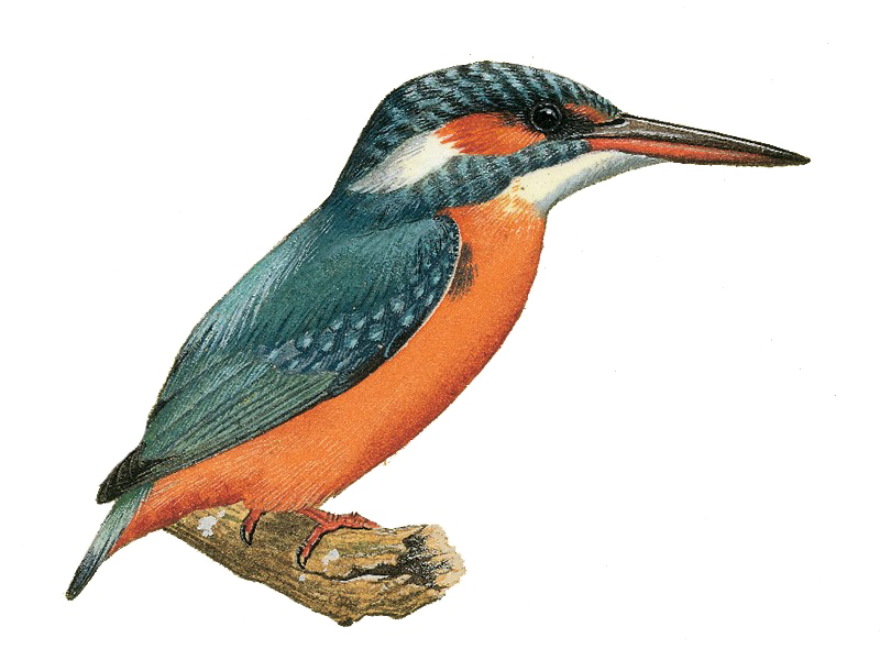 Kingfisher Bird PNG Image With Transparent Background