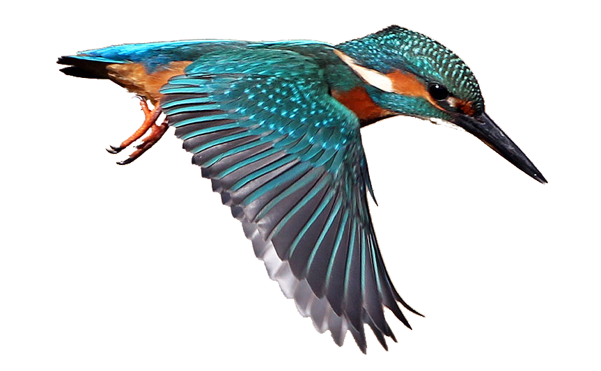 Kingfisher pájaro PNG foto