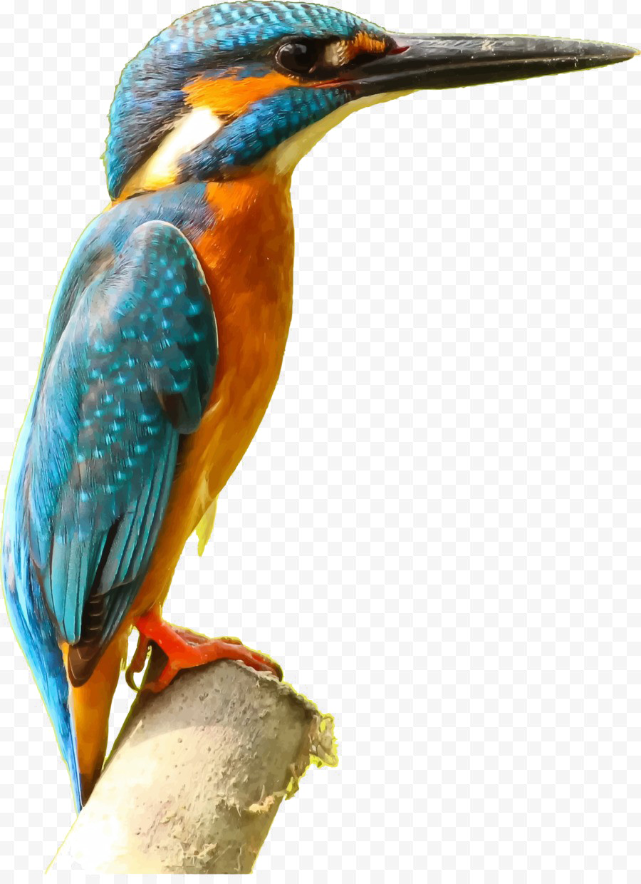 Kingfisher oiseau PNG image