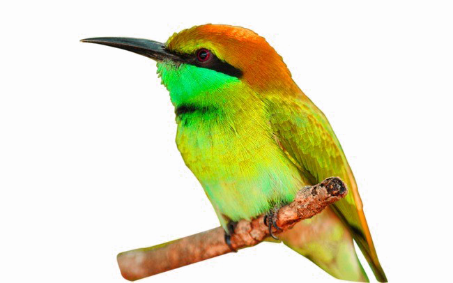 Kingfisher oiseau PNG image Transparente image