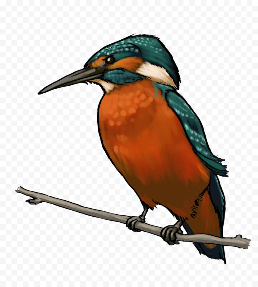 Kingfisher الطيور خلفية شفافة PNG
