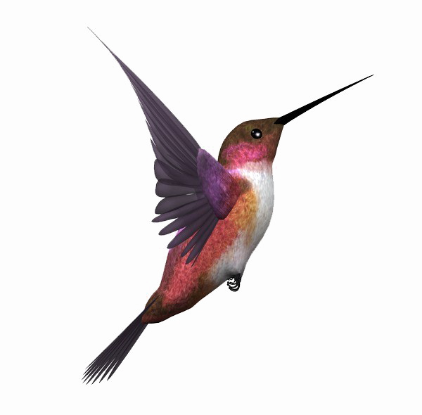 Kingfisher Bird Transparent Image