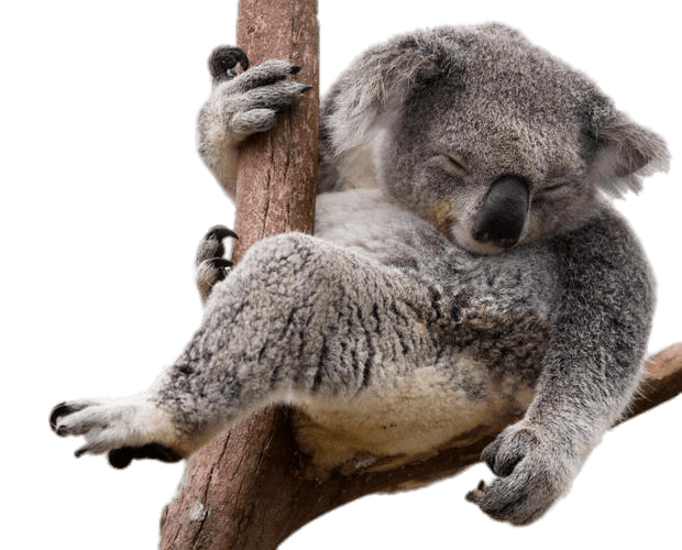 Koala صورة PNG مجانية