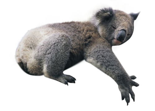 Koala PNG Download Image