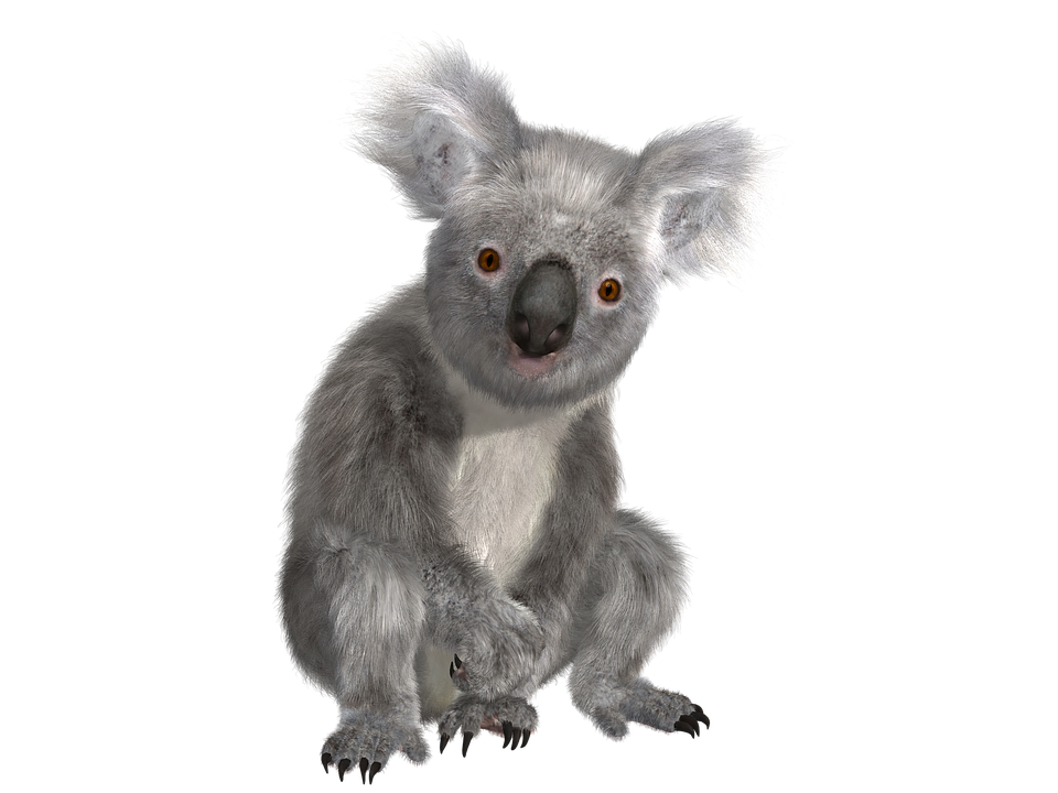 Koala PNG Free Download