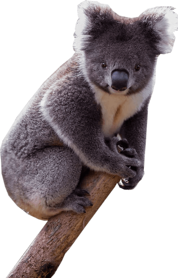 Koala PNG High-Quality Image