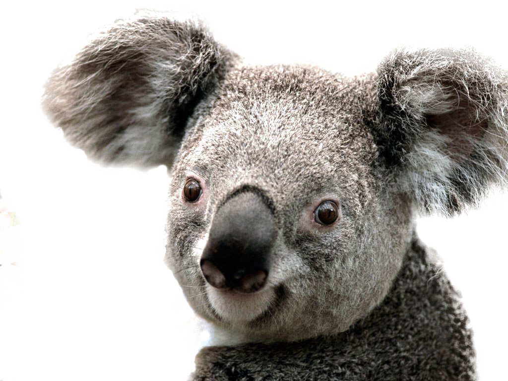 Koala PNG Image Background