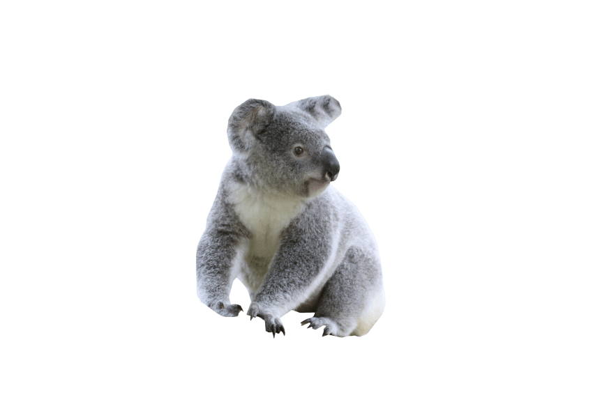 Koala PNG Photo