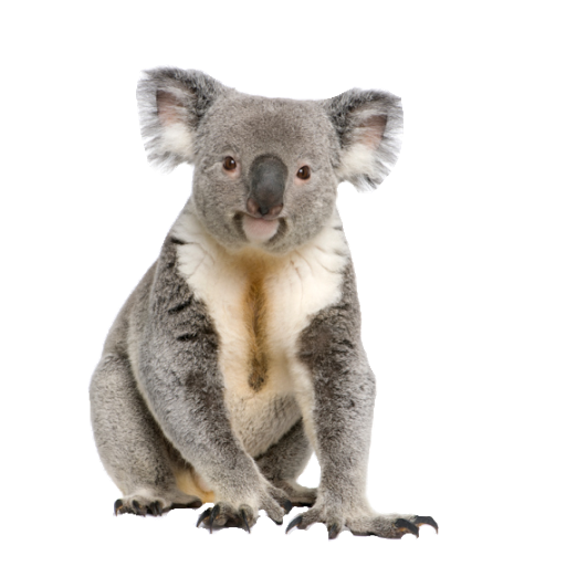 Koala PNG Picture