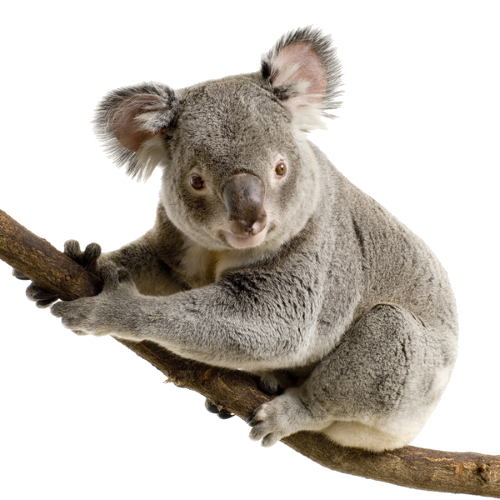 Koala PNG Transparent Image
