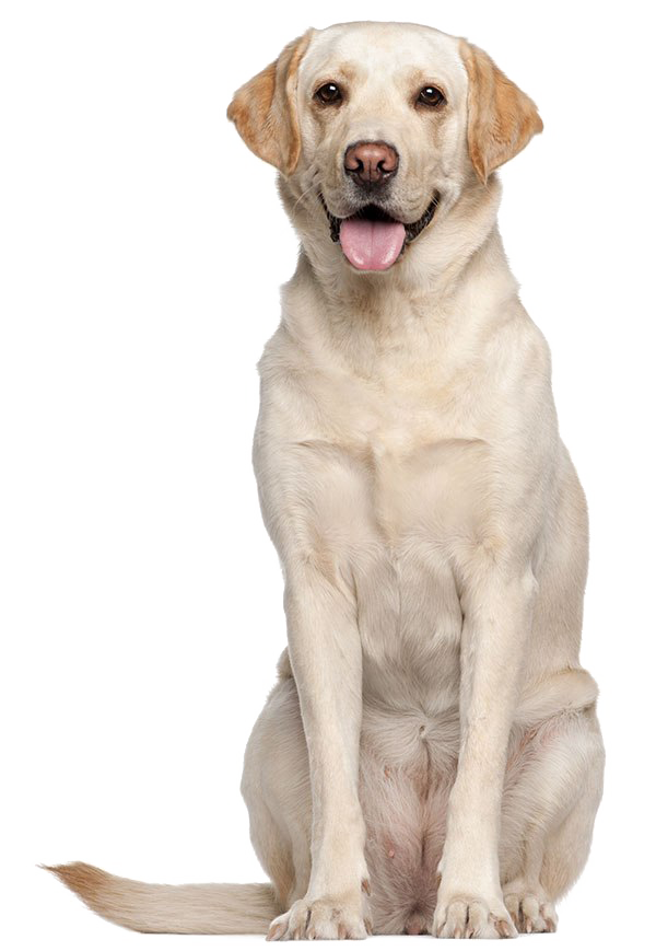 Labrador Retriever PNG Высококачественный образ